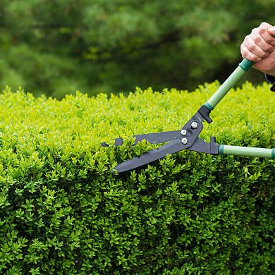 Pruning - Coleman Landscape Group | Bucks County, PA